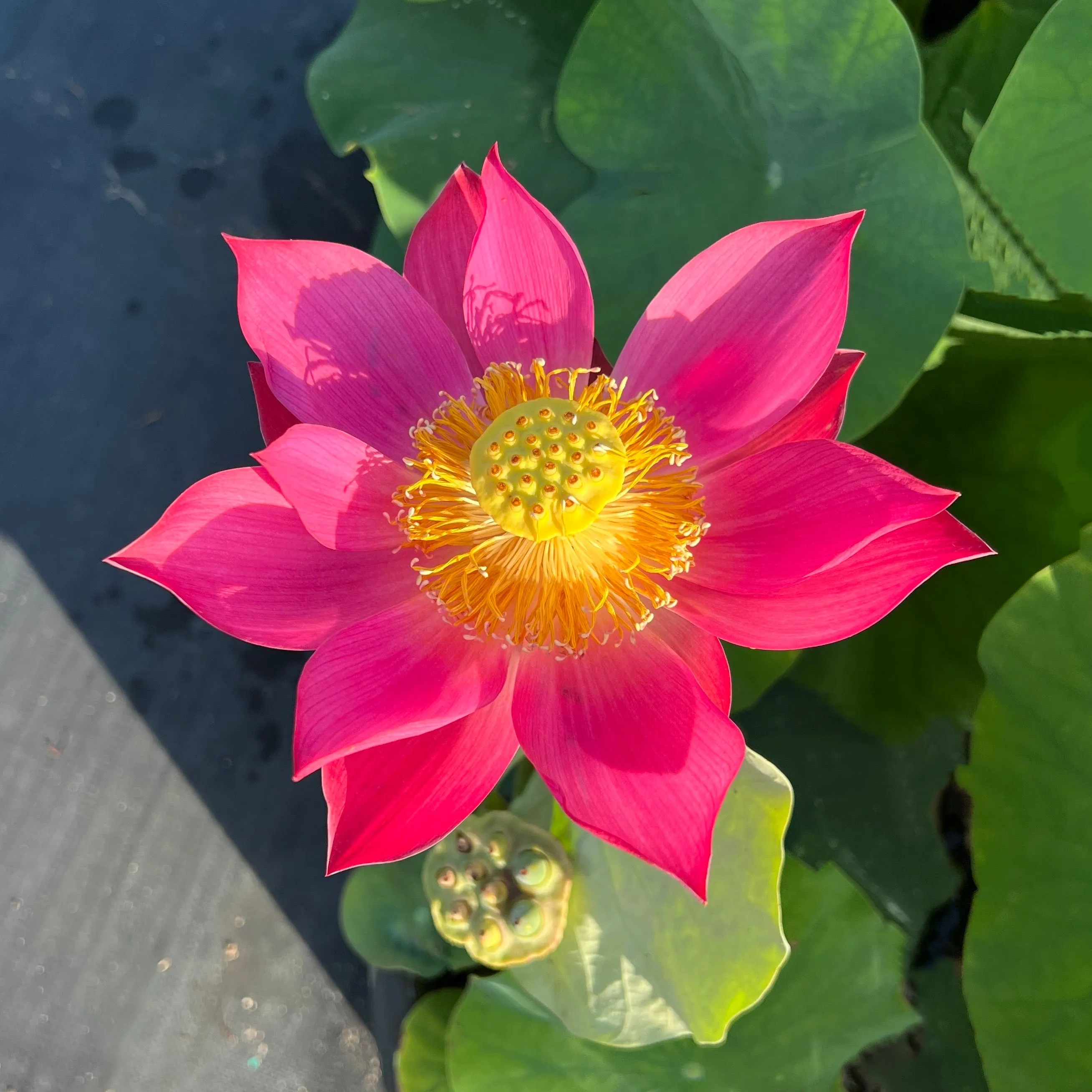 Raging Fire Lotus