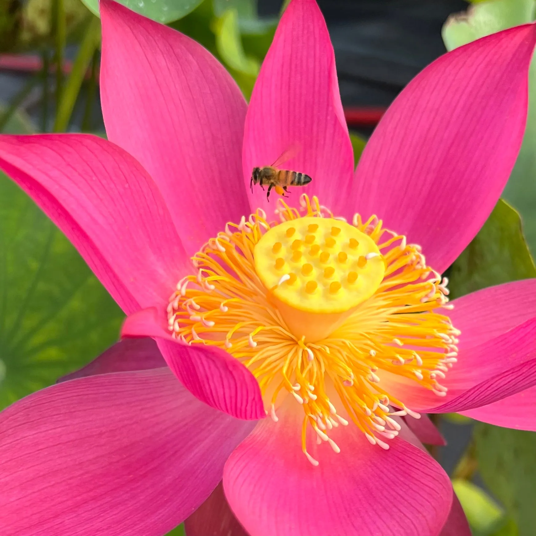 Raging Fire Lotus