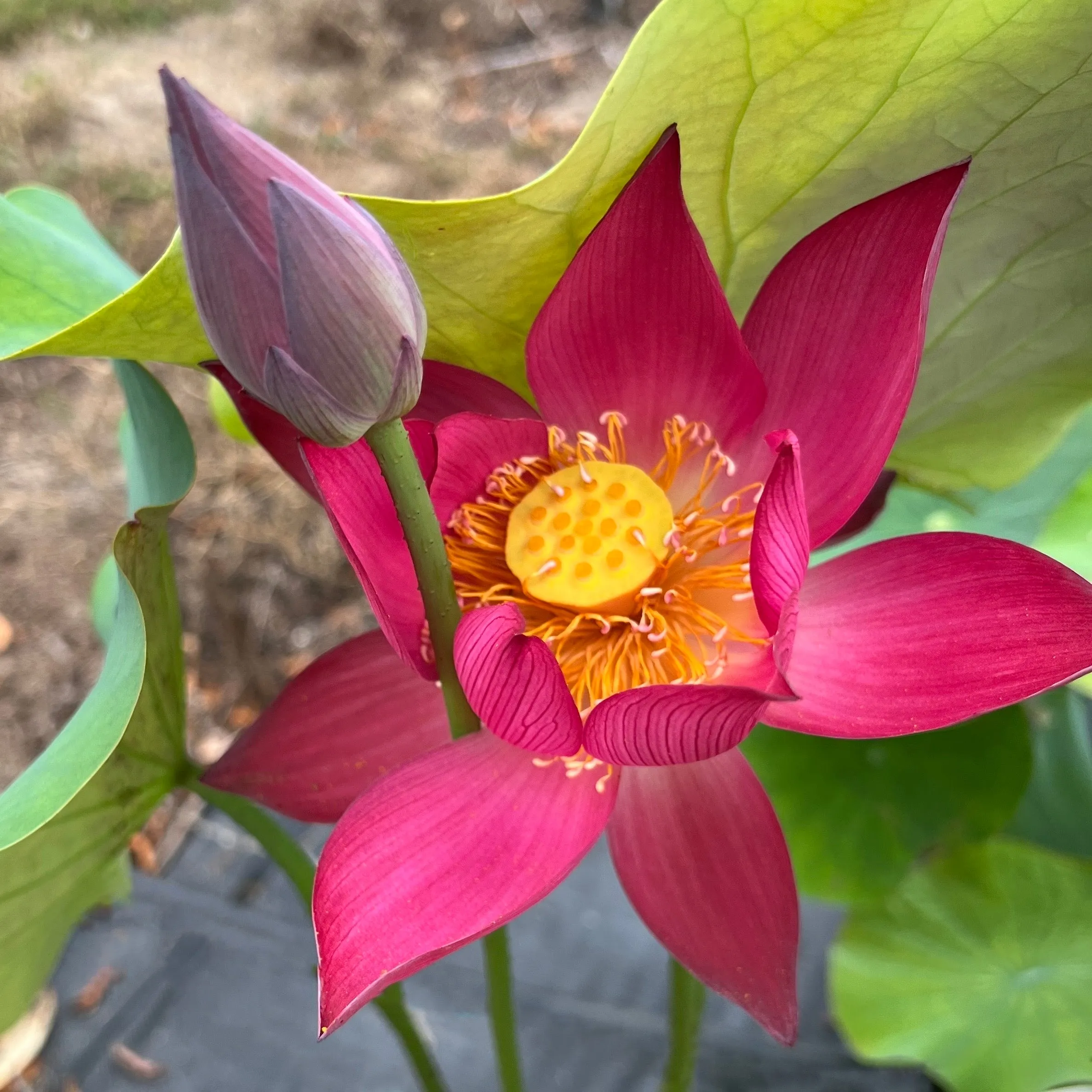 Raging Fire Lotus